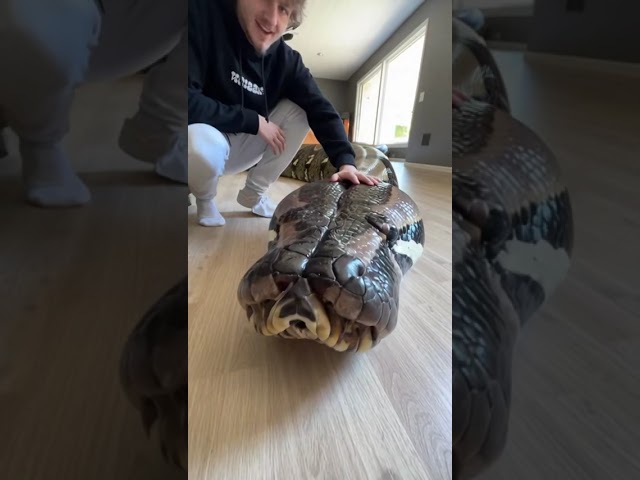 I have the world's biggest snake