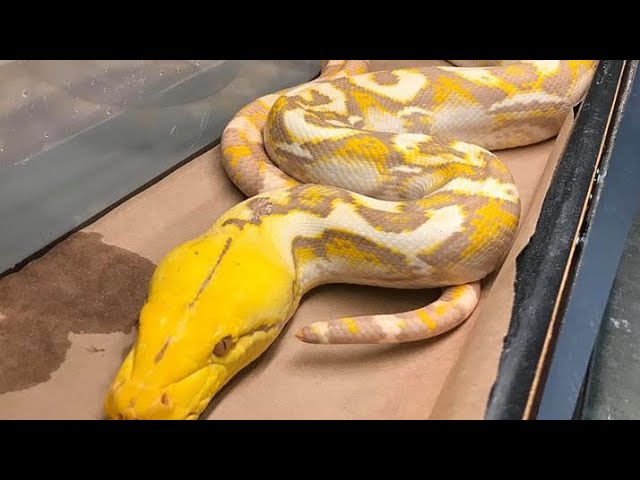 Reticulated Python vs Burmese Python who would win