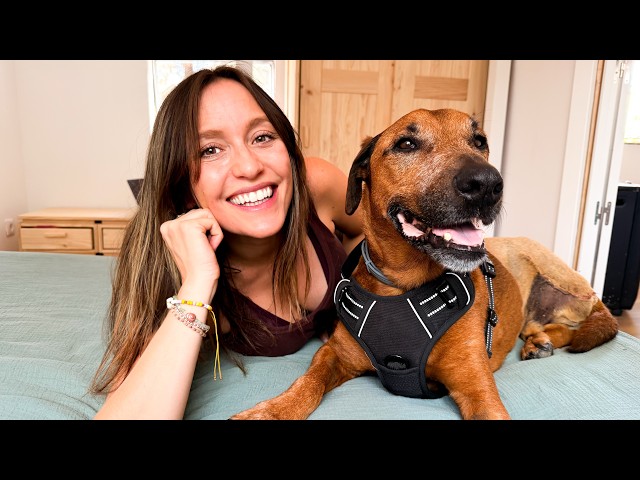 Harlem now has 3 legs, leg amputation, osteosarcoma in dogs? | Roenlared
