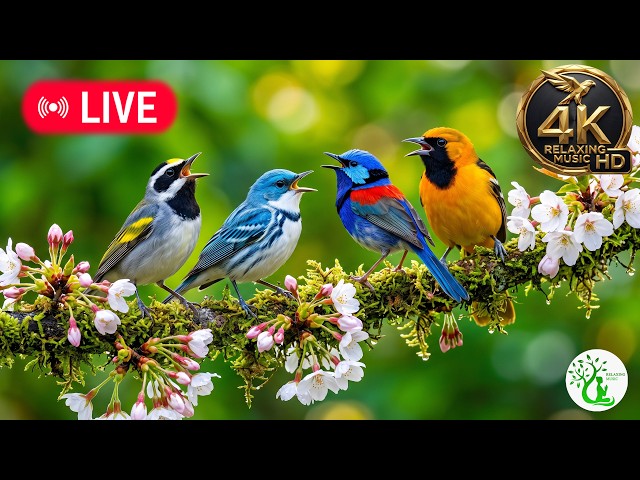 Calm Nature Sounds 4K – Morning Birds & Soft Piano | Focus, Study & Peace 🌅🕊️📖🎹 (60fps)