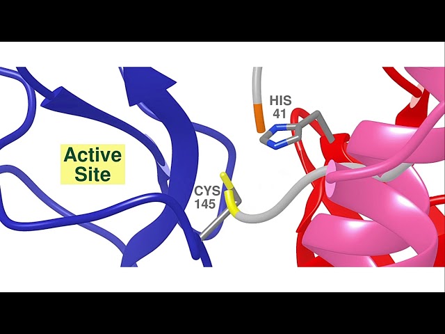 Viral Replication of the SARS-CoV-2 virus - NanoBiology Course 2020 - Monday Group
