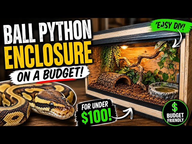Setting Up a Ball Python Enclosure on a Budget