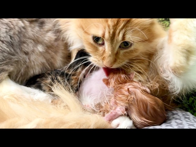 Cornflower gives birth for the last time - part 1