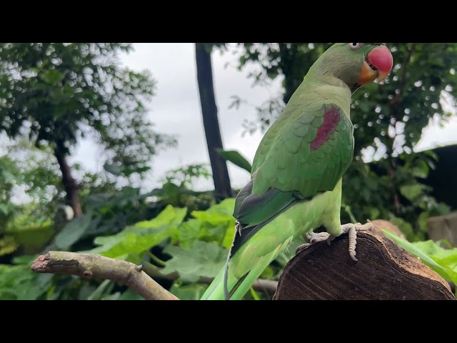 Mitthu barish me bhar ah gya hai |parrot video | parrot talking video #mittu #parrot #parrotlover t