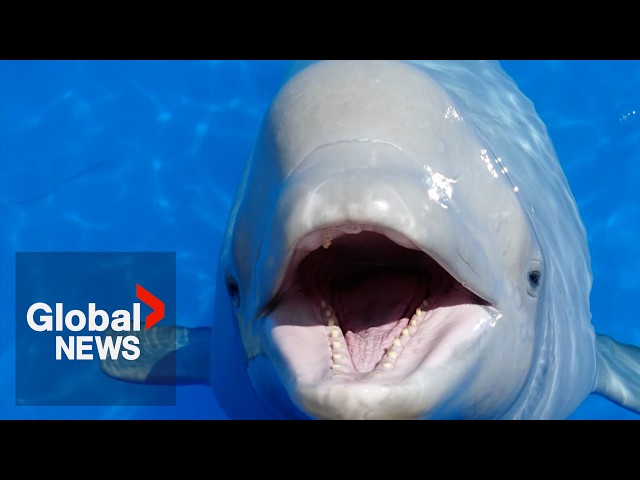 A window into self-awareness: Beluga whales display fascinating behaviour in front of mirror