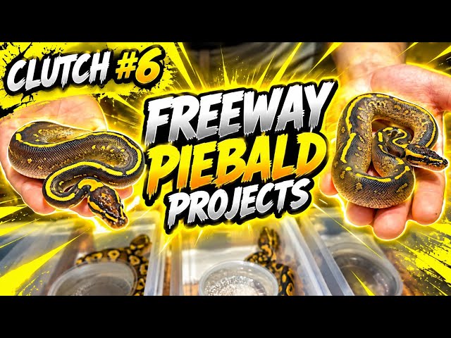 Piękne Freeway wyskakują z jajek🐍♥️