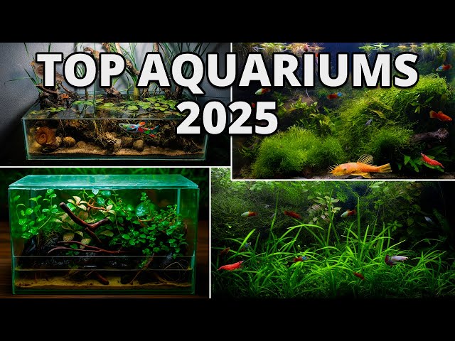 How My Best Self-Sustaining Aquariums Evolved! (Top 2025)