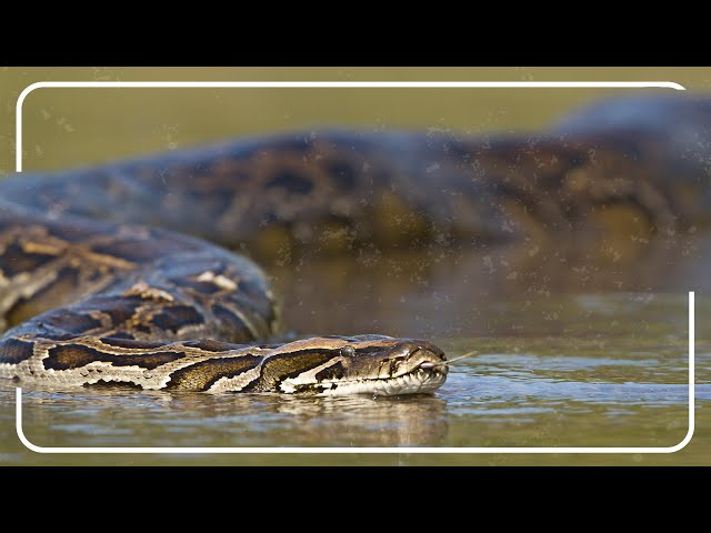 23 Foot Python Hunts Endangered Iguanas In The Everglades