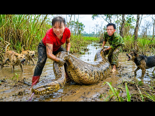 72 Hours Harvesting Giant Fish: Can The Family Escape A Monster Python In The Swamp?
