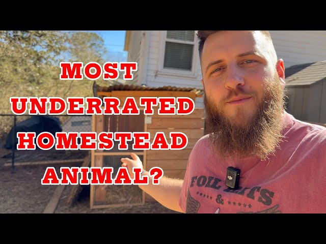 You NEED This Animal On Your Homestead 