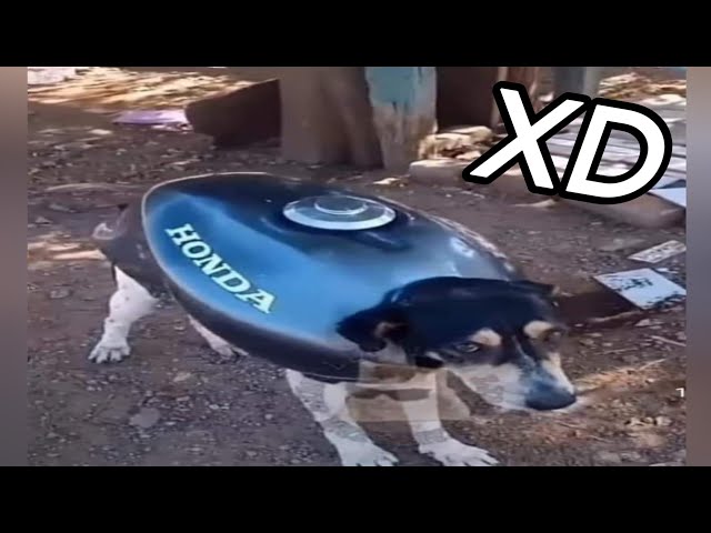 VIDEOS DE RISA #14 😂 SI TE RÍES PIERDES 🤣❌ MOMENTOS XD