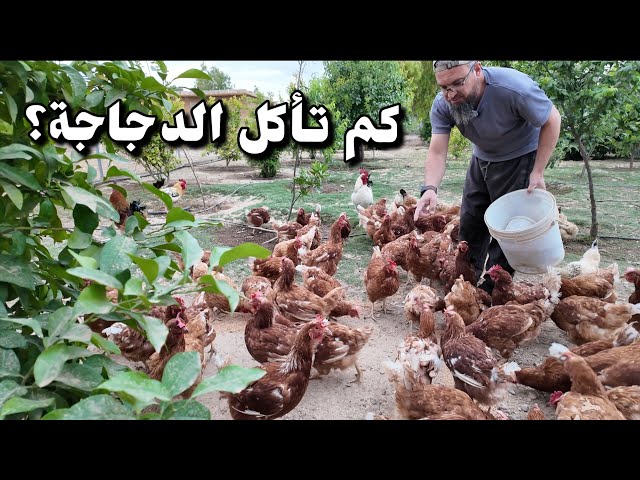 Koli the goat gives birth, mistakes while growing vegetables, tagging sacrificial animals, and pr...