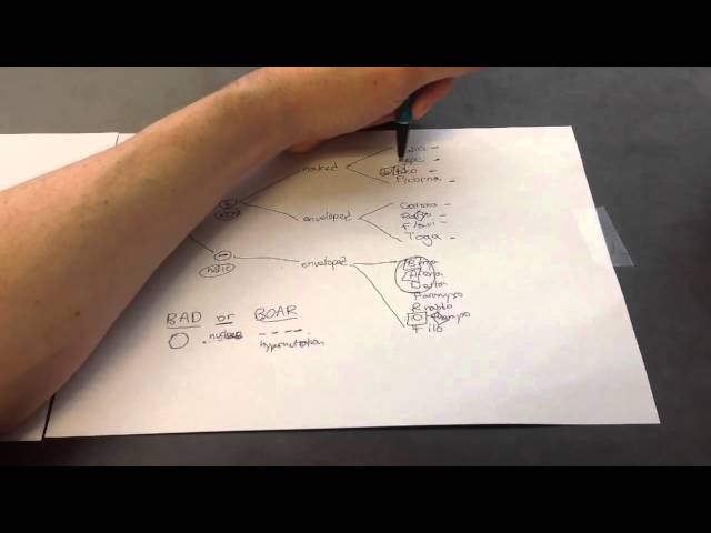 DNA and RNA Viruses Mnemonic for USMLE Step 1