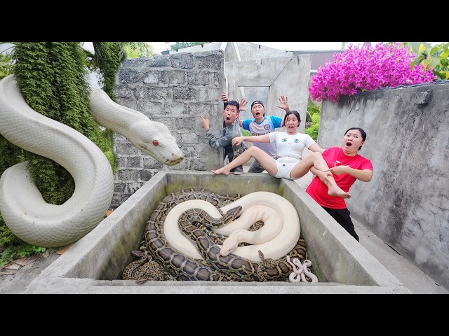 Brave Expert Rescues Young Girl from Giant White Python in Abandoned House