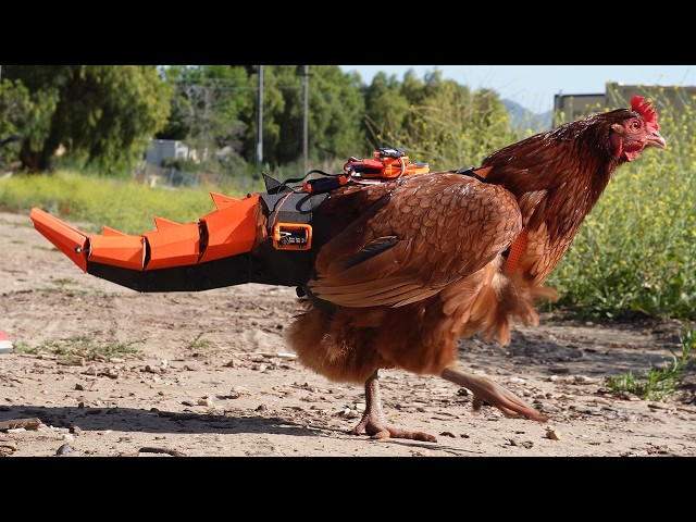 giving chickens there tails back.