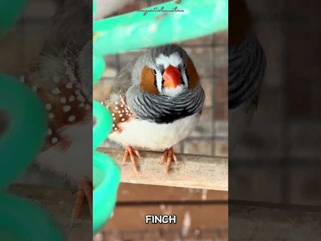 Cute Zebra Finch | Finch #CM_o8o1