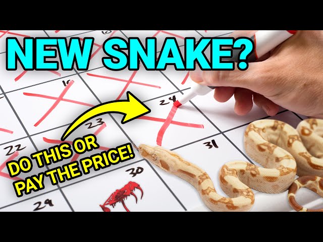 The First 30 Days With Your New Pet Snake Can Make Or Break Everything