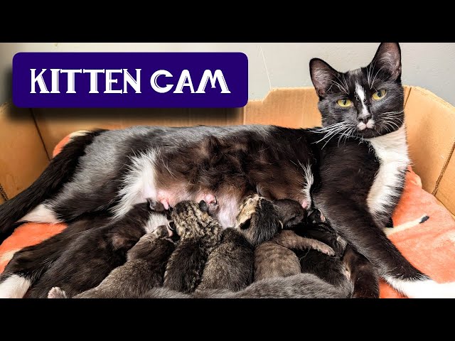 LIVE Kitten Room: Day 31 - Big Little Kittens