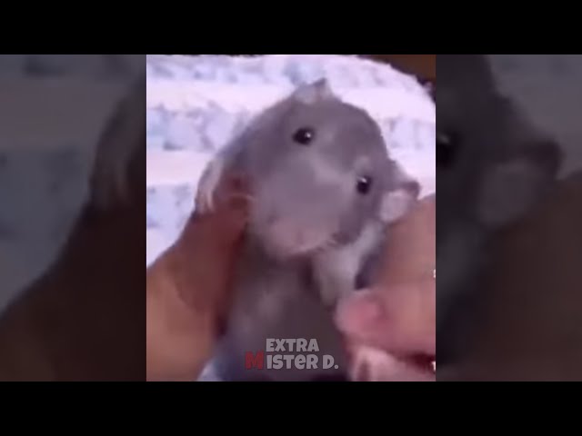 rat dances to kid singing fnaf music