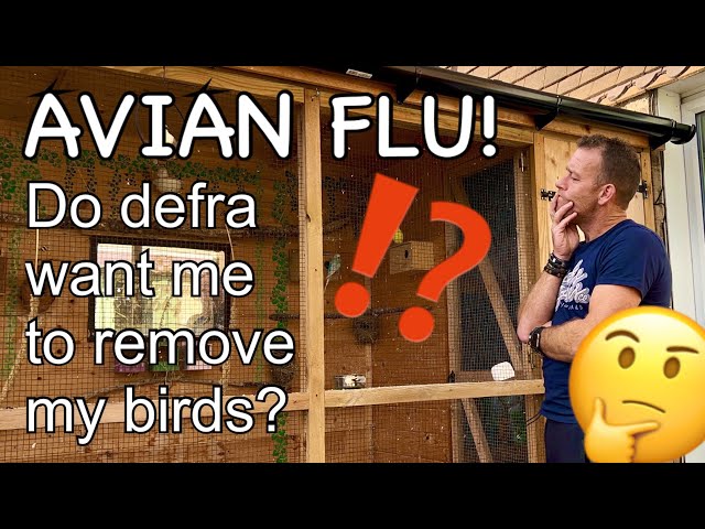 AVIARY UPDATE Aviary rules, DEFRA, AVIAN FLU!?