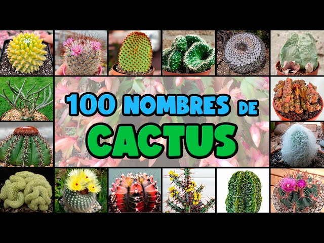 100 tipos de CACTUS y su NOMBRE CIENTÍFICO