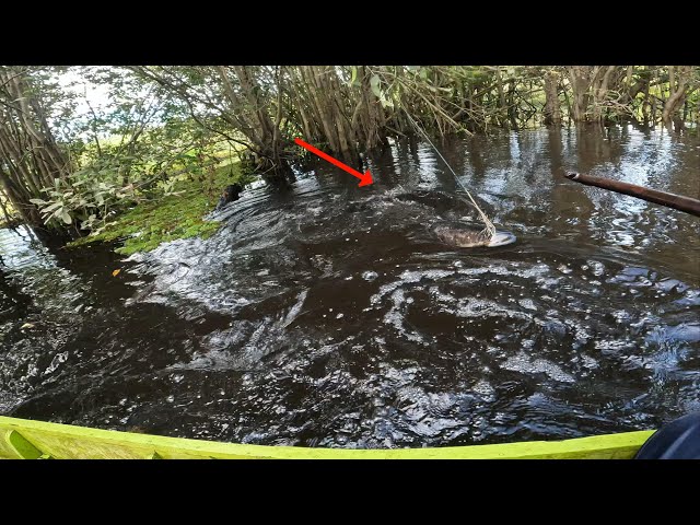 INCREDIBLE, THE KING OF THE DEEP SWAMP MONSTERS HITS TWO FISHING LINES WITH A FORCE OF 7.4KG... !!!