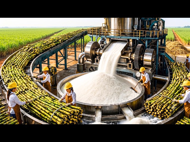 How Millions of Sugarcane Produce White Sugar Every Single Day | Full Factory Process