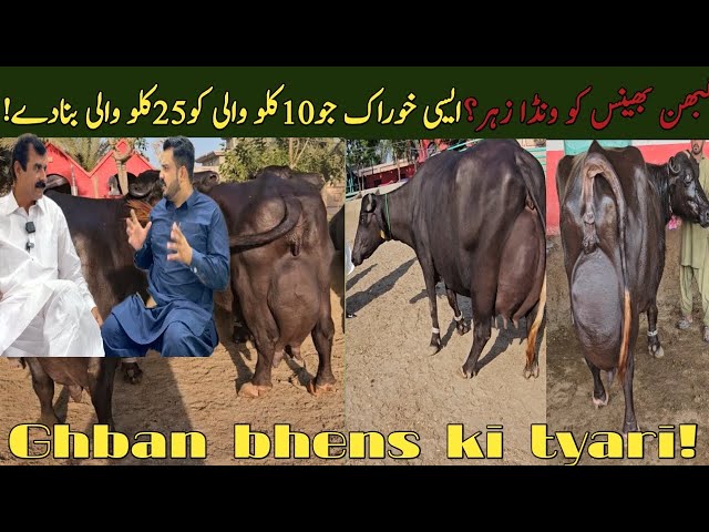 How to prepare 12 kg milk for 30 kg cows | How to prepare Ghaban cows | farmology
