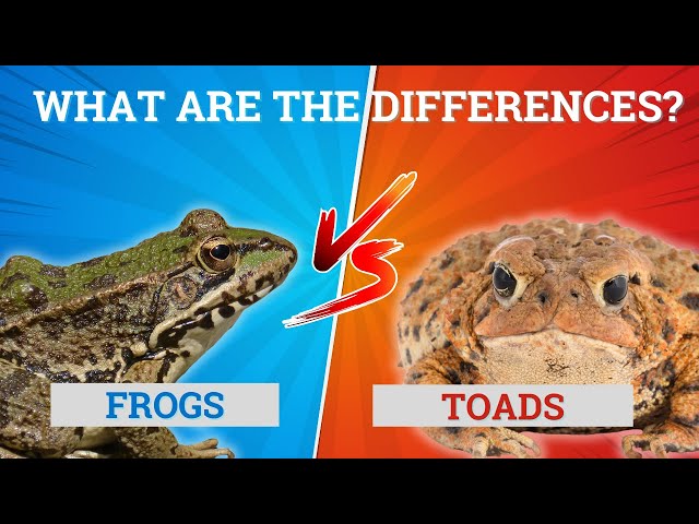 Frog vs. Toad: What’s the Difference? 🐸🐸
