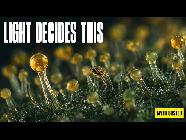 The Autoflower Light Schedule War Is Over (We Found the Gene)