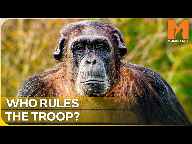 The Secret Social Lives of Chimpanzees: Alpha Males & Troop Drama | Monkey Life