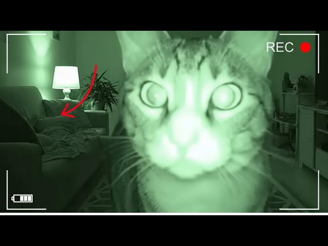 CCTV Reveals What Cats Do While You Sleep!