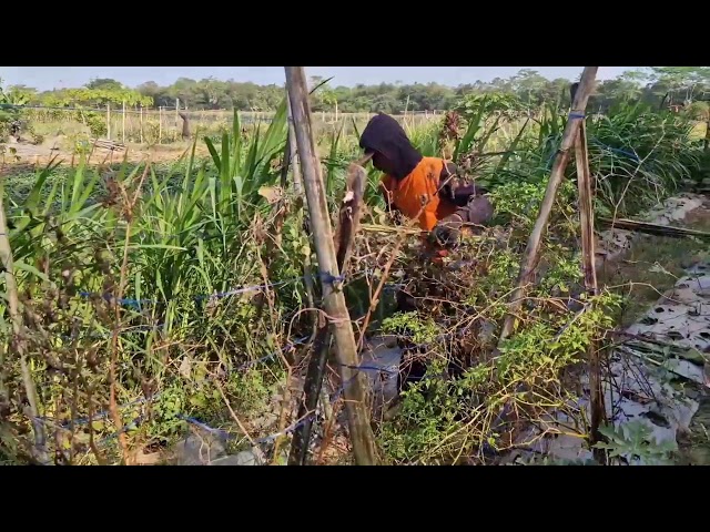 BRILLIANT FARMING IDEA! REMOVE LUFFA SUPPORTS IN SECONDS! - Agricultural Farming