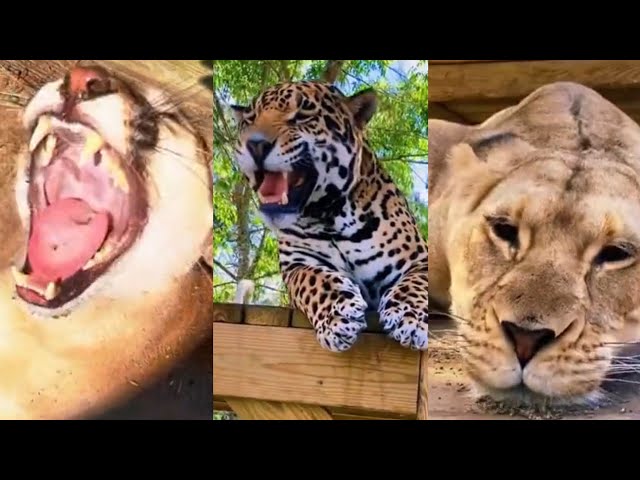 BIG CATS LOVE CATNIP