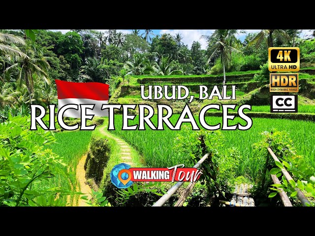 Ubud Rice Terraces, Indonesia 🇮🇩 Tegallalang Walk & Jungle Views | 4K Walking Tour