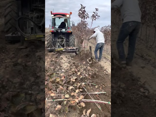 Uprooting apple tree saplings from nursery for replanting in orchard