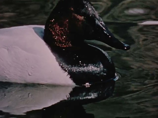 Hinterland Who's Who: The Canvasback Duck