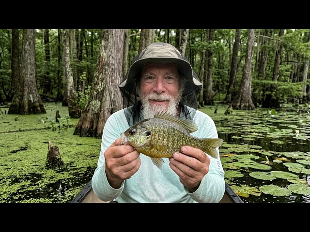 Sparkleberry Swamp Shellcrackers!