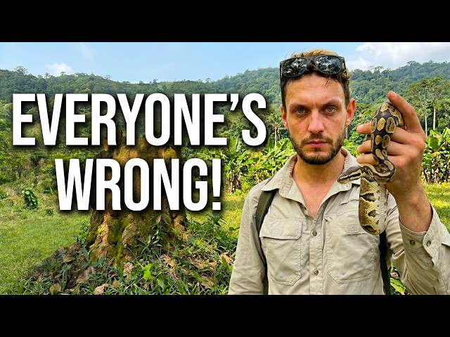 Ball Pythons in the Wild: What you've got Wrong!