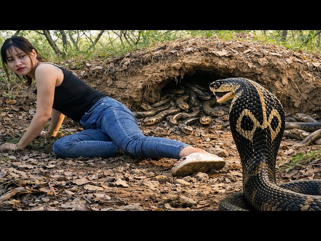 72 Hours Hunting Lagre Snakes – Discovering Giant Snake Nest While Harvesting Fresh Corn for Sale!