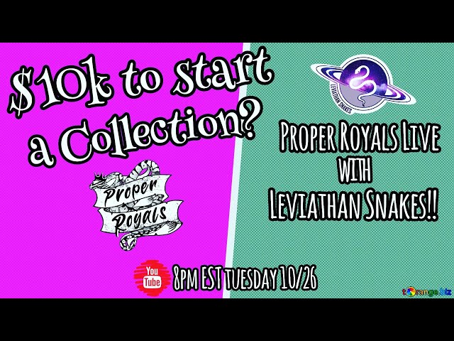 Start a ball python collection with $10k - Proper Royals Live!!