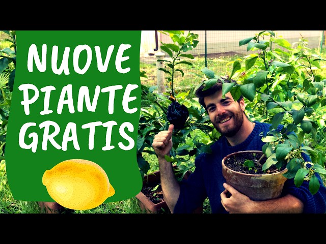 MARGOTTA di LIMONE: tecnica infallibile per ottenere una nuova pianta, subito produttiva