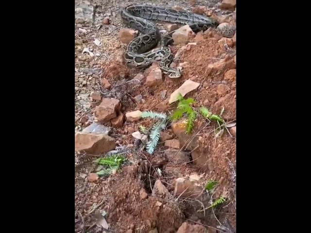 python sound death #shorts 2021