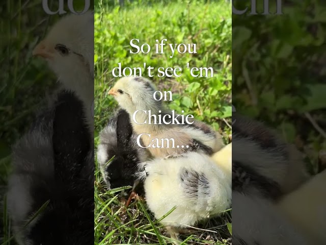 Their First Steps Outside