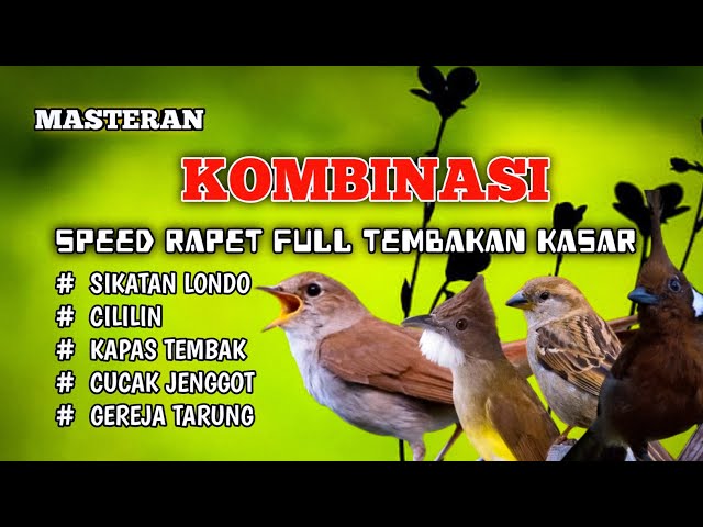 2 jam masteran kombinasi mewah #sikatanlondo full tembakan rapat CILILIN KATEM JENGGOT DAN GEREJA