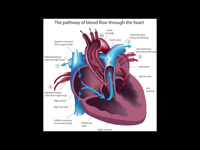 MBLEx Test Prep Podcast - The Heart