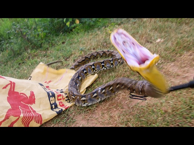 This Reticulated Python Almost Got Me
