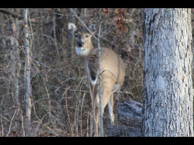 Primitive Hunting for deer from ground