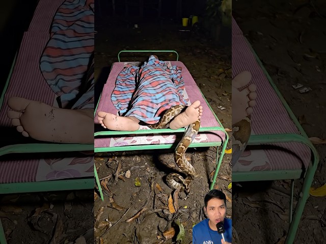 While sleeping, a giant python crawled onto me. #snake