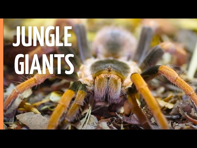Amazon Rainforest: Where Every Step Could Be Your Last | Full Documentary